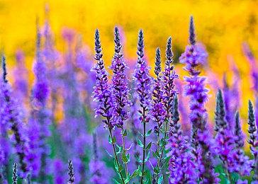 暗黑破坏神4德鲁伊技能加点攻略，暗黑4德鲁伊技能搭配推荐