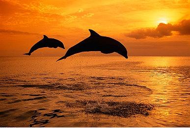 《无人深空》制作人神秘推文引热议 粉丝猜测更新将至